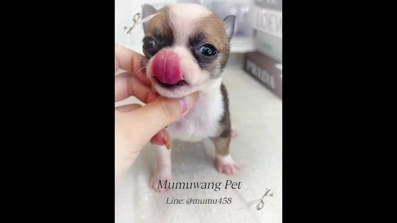短毛吉娃娃