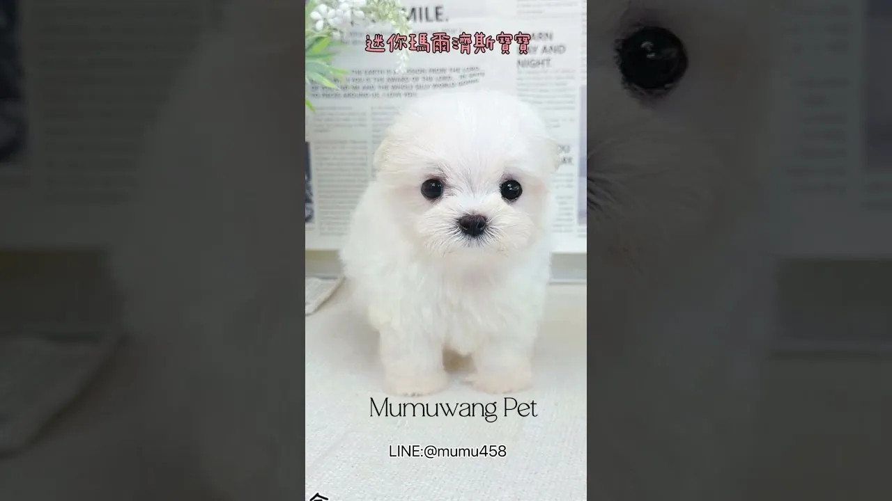 馬爾濟斯寶寶