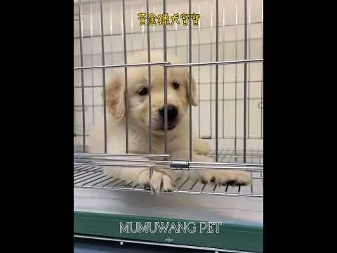 黃金獵犬寶寶