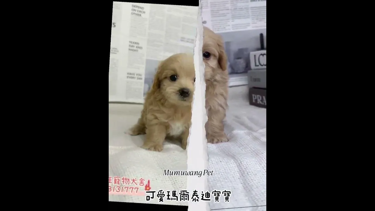 瑪爾泰迪寶寶