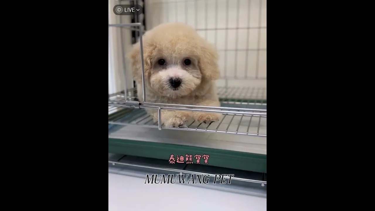 泰迪熊寶寶