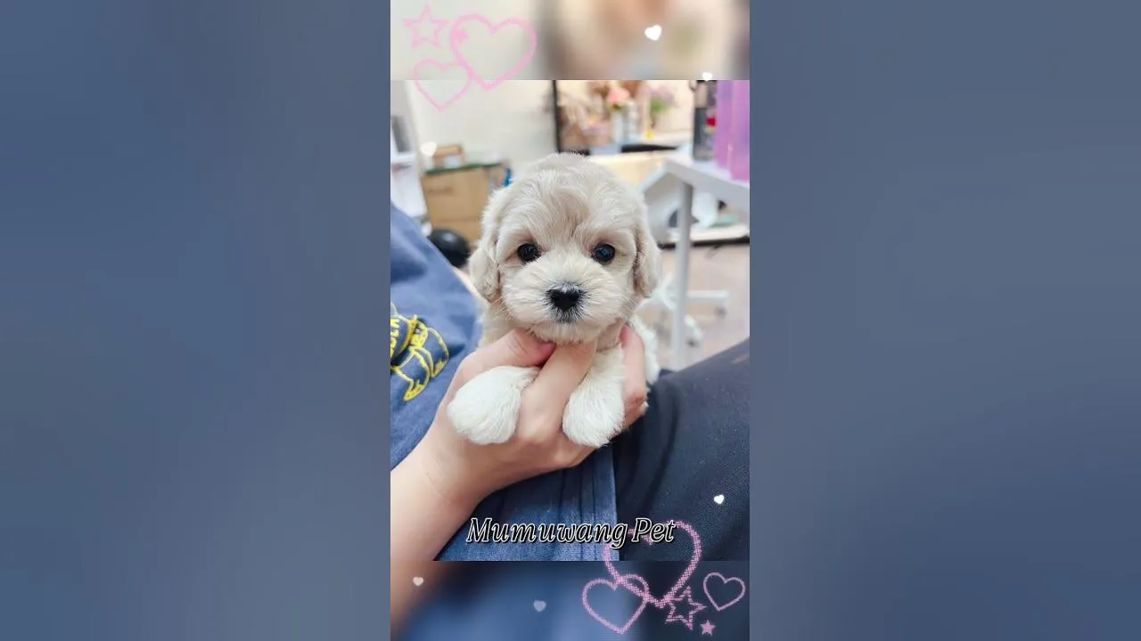 瑪爾泰迪
