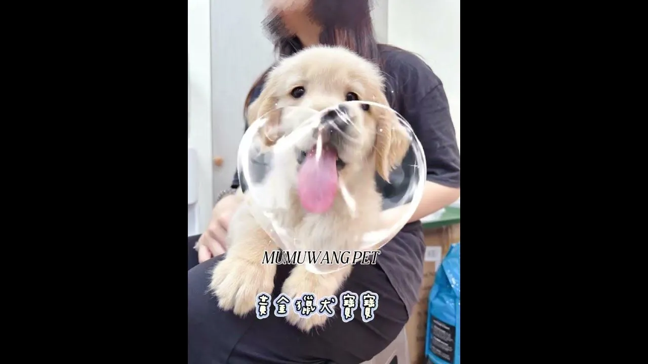 黃金獵犬