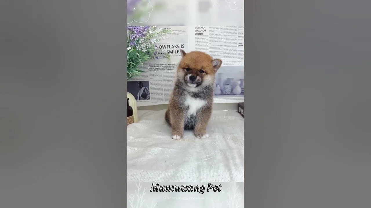 日系赤柴寶寶