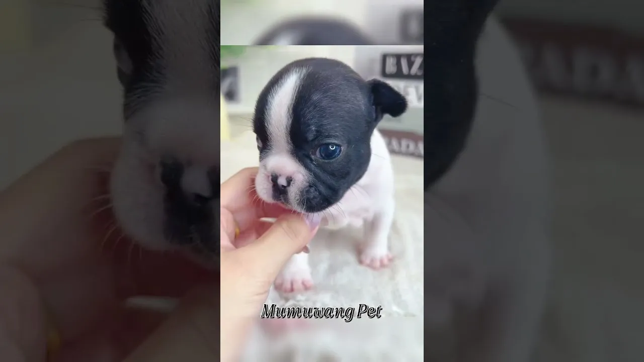 乳牛色法國鬥牛犬