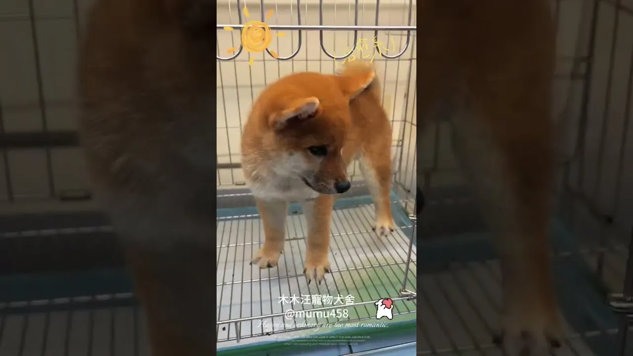 日系赤柴
