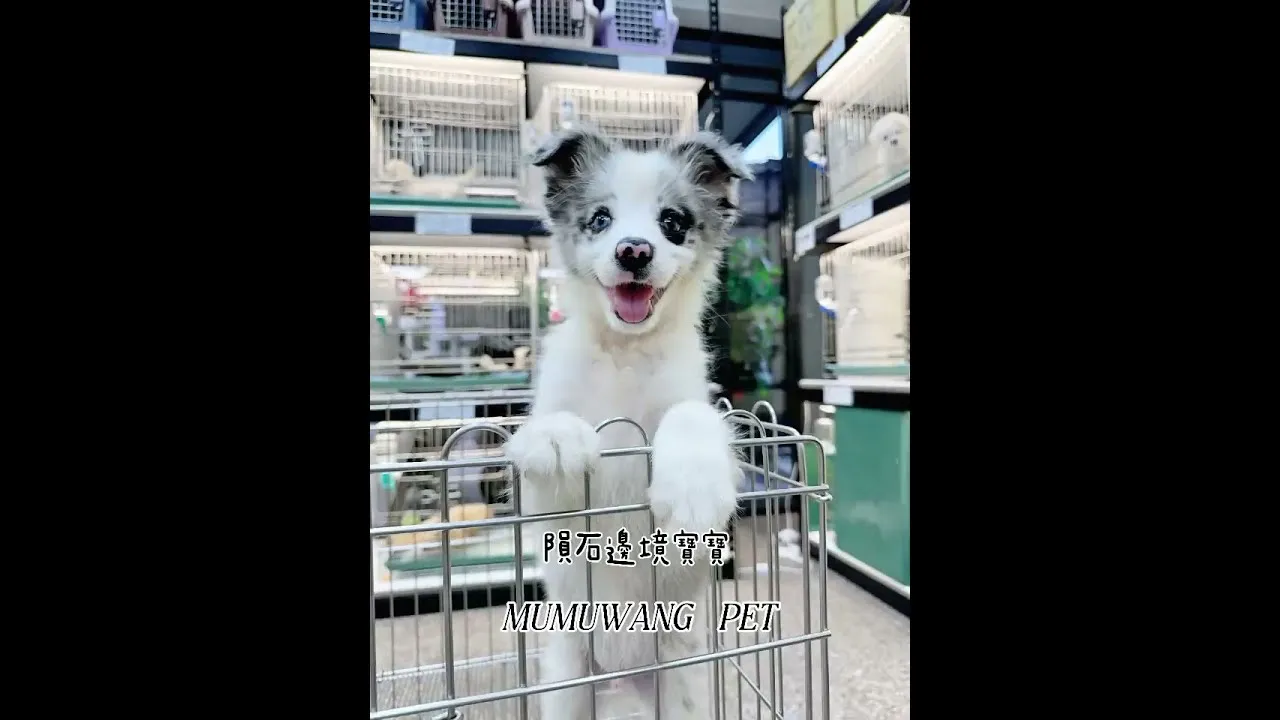 邊境牧羊犬