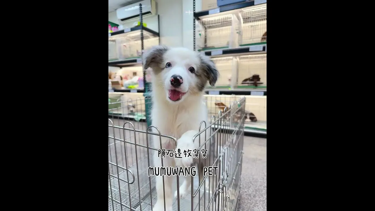 邊境牧羊犬