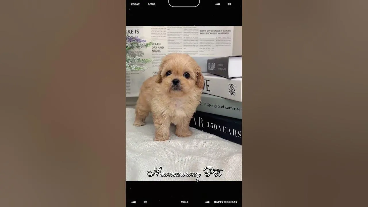 超可愛瑪爾泰迪