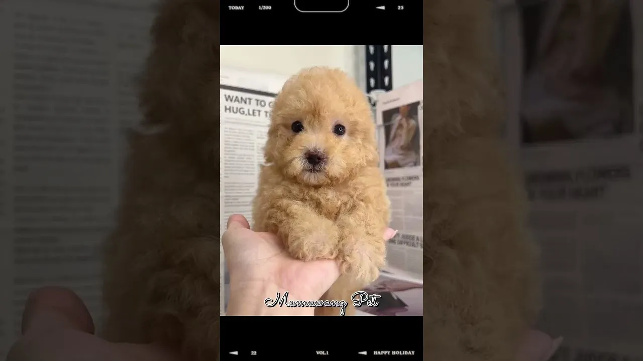 ​奶油貴賓寶寶