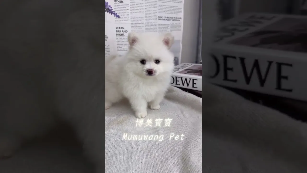 水汪汪博美寶寶