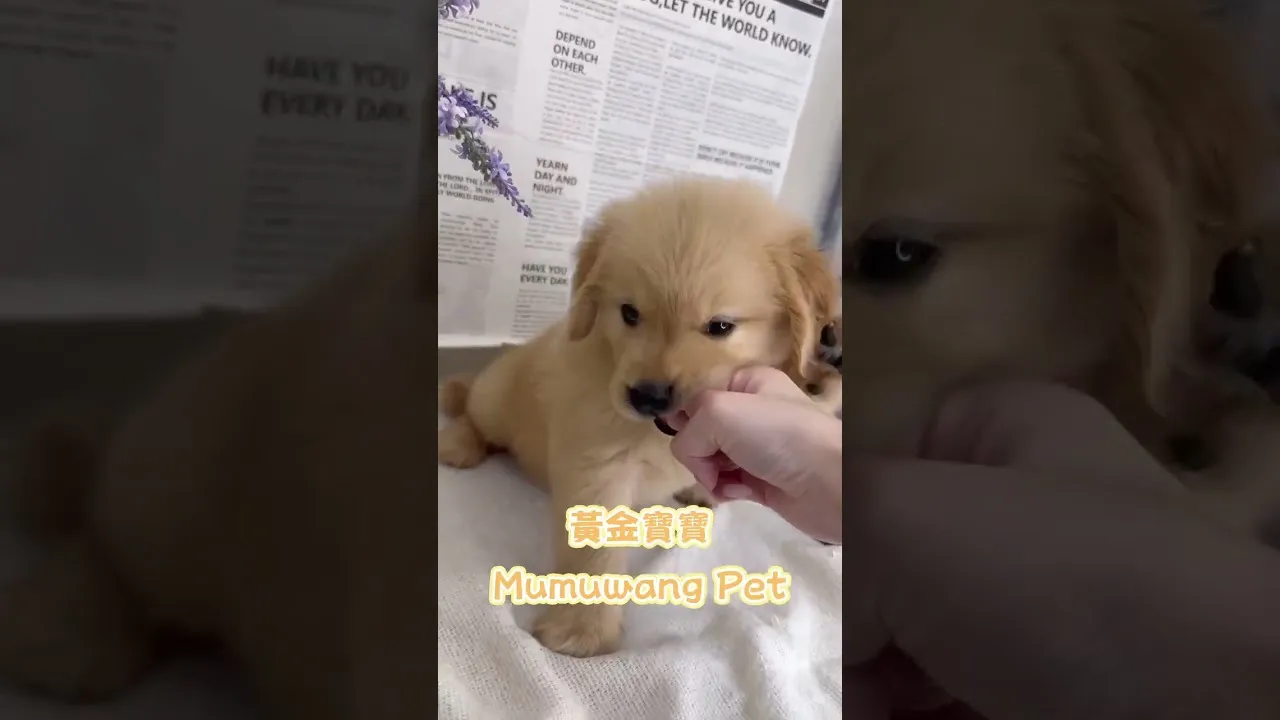 肉肉黃金獵犬報到