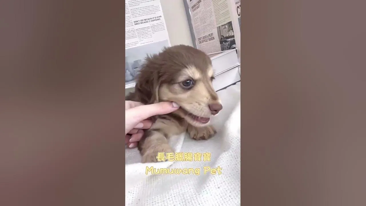 胖嘟嘟的臘腸寶寶來囉