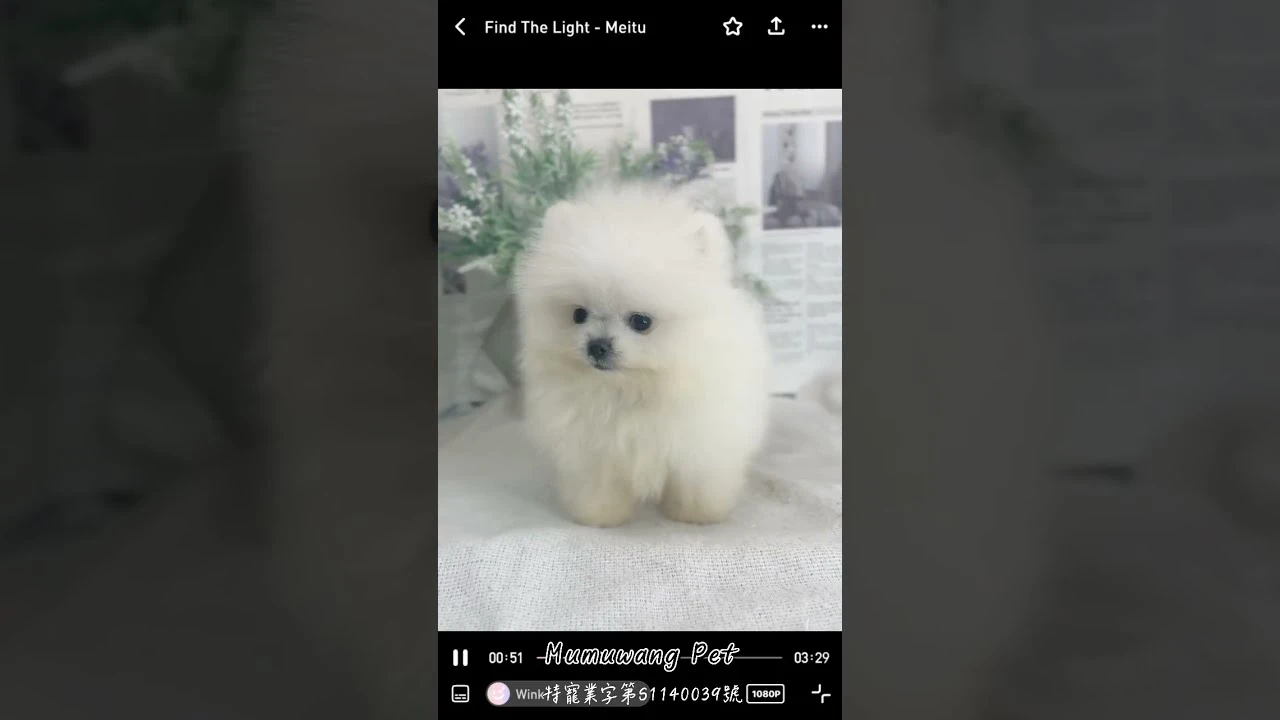 博美寶寶