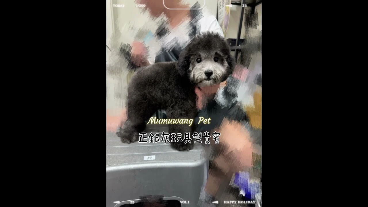 正銀灰玩具型貴賓