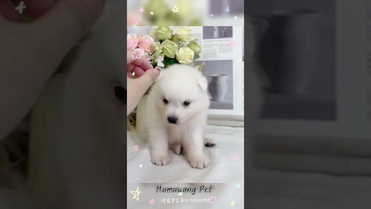 狐狸寶寶