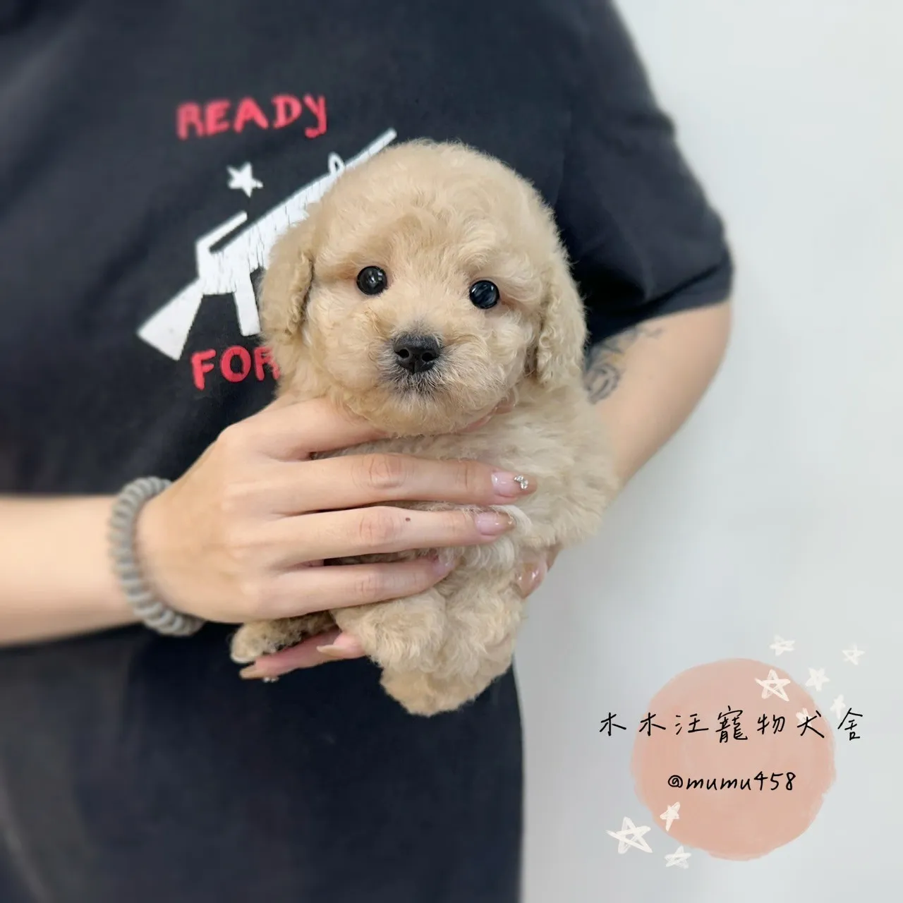 貴賓 (奶油杏色)