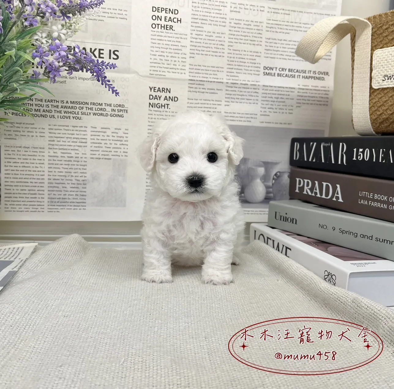 比熊犬(小體)
