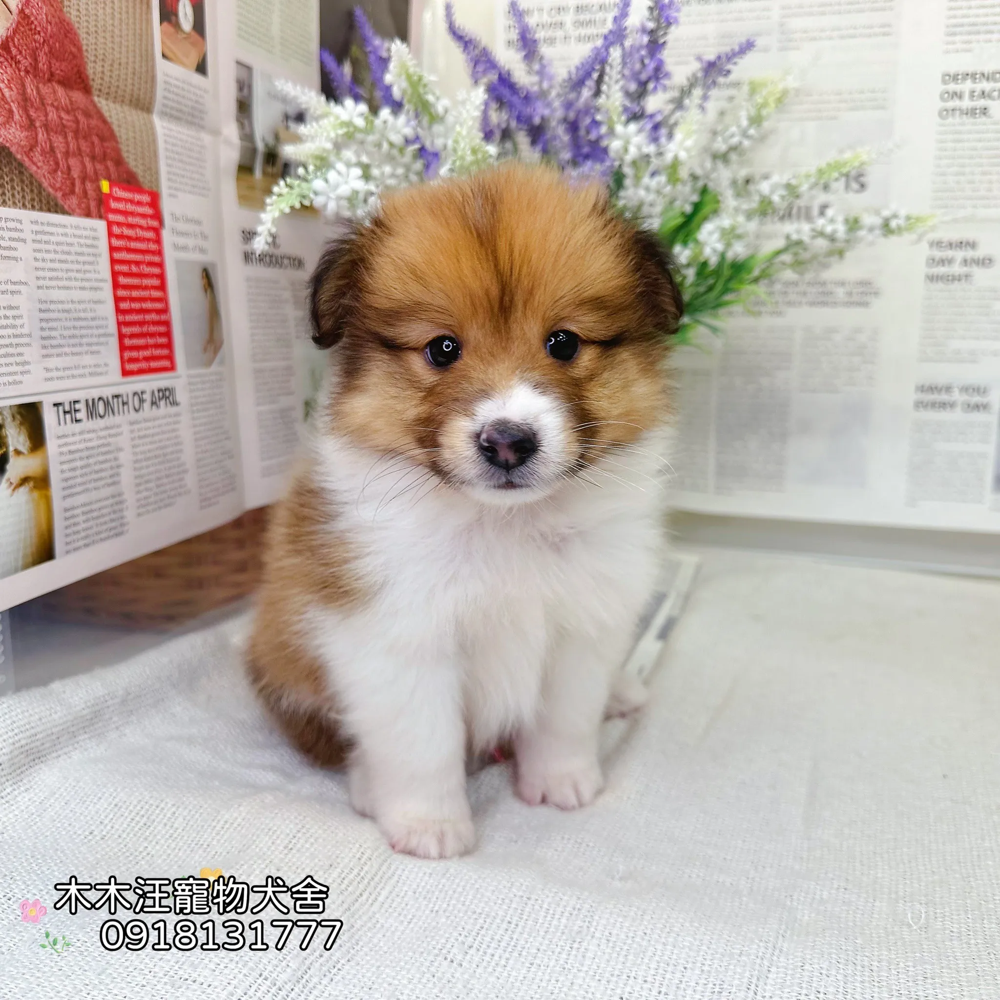 喜樂蒂牧羊犬(貂色)