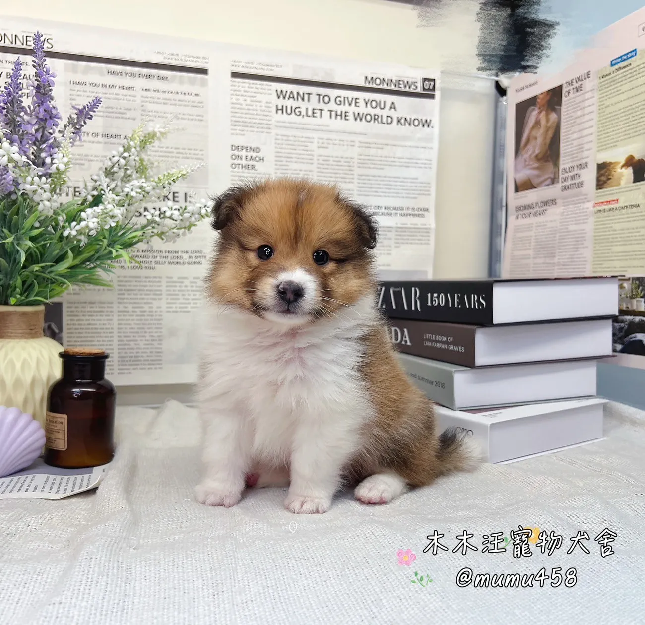 喜樂蒂牧羊犬(貂色)