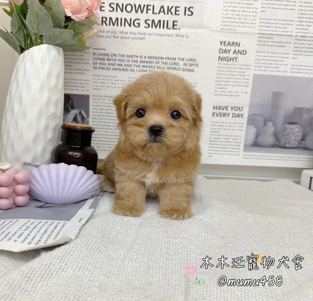 瑪爾泰迪(奶油)