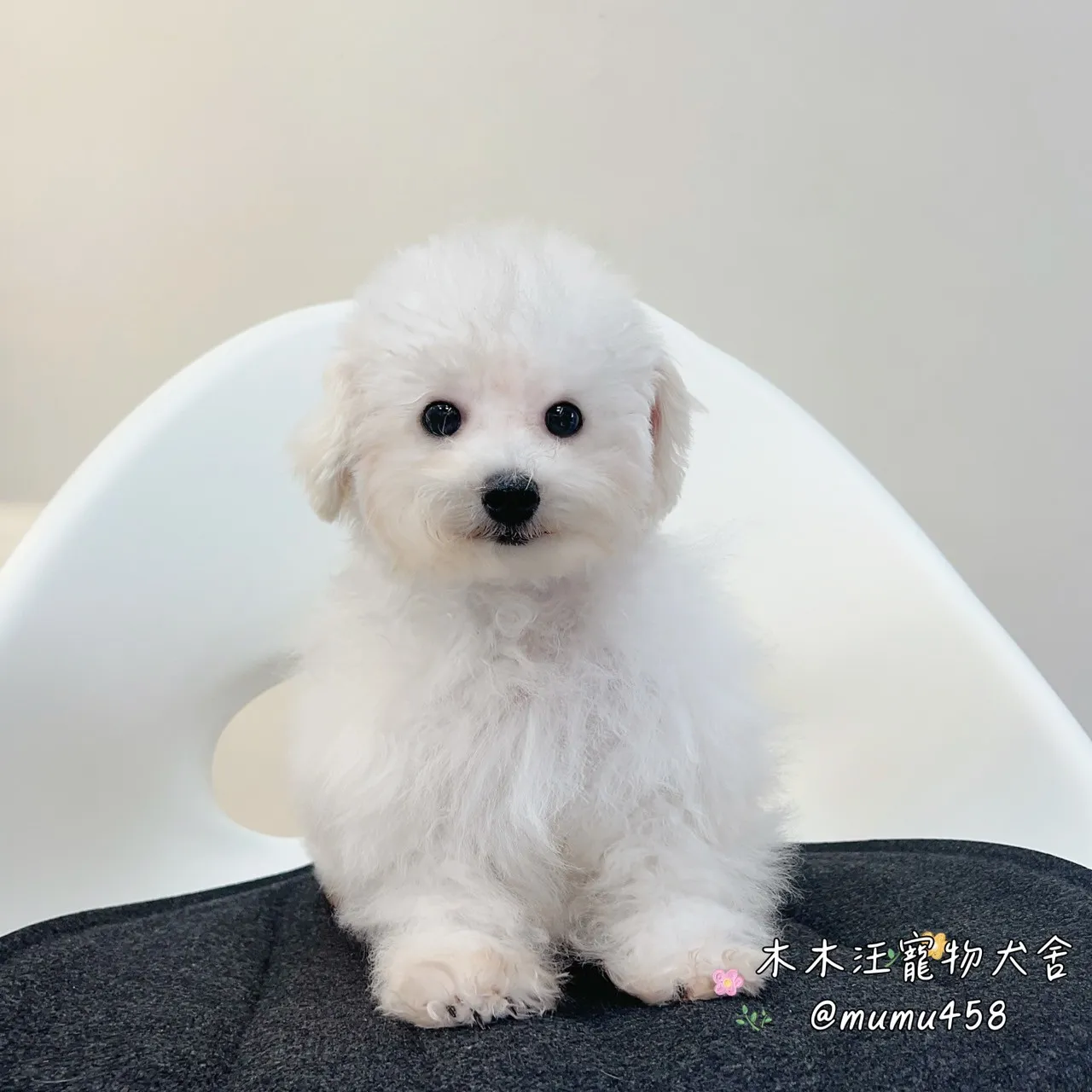 瑪爾比熊(白色)