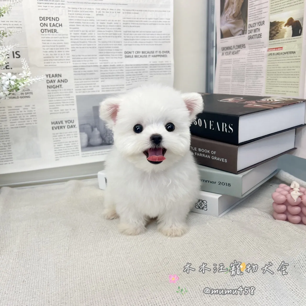 瑪爾濟斯