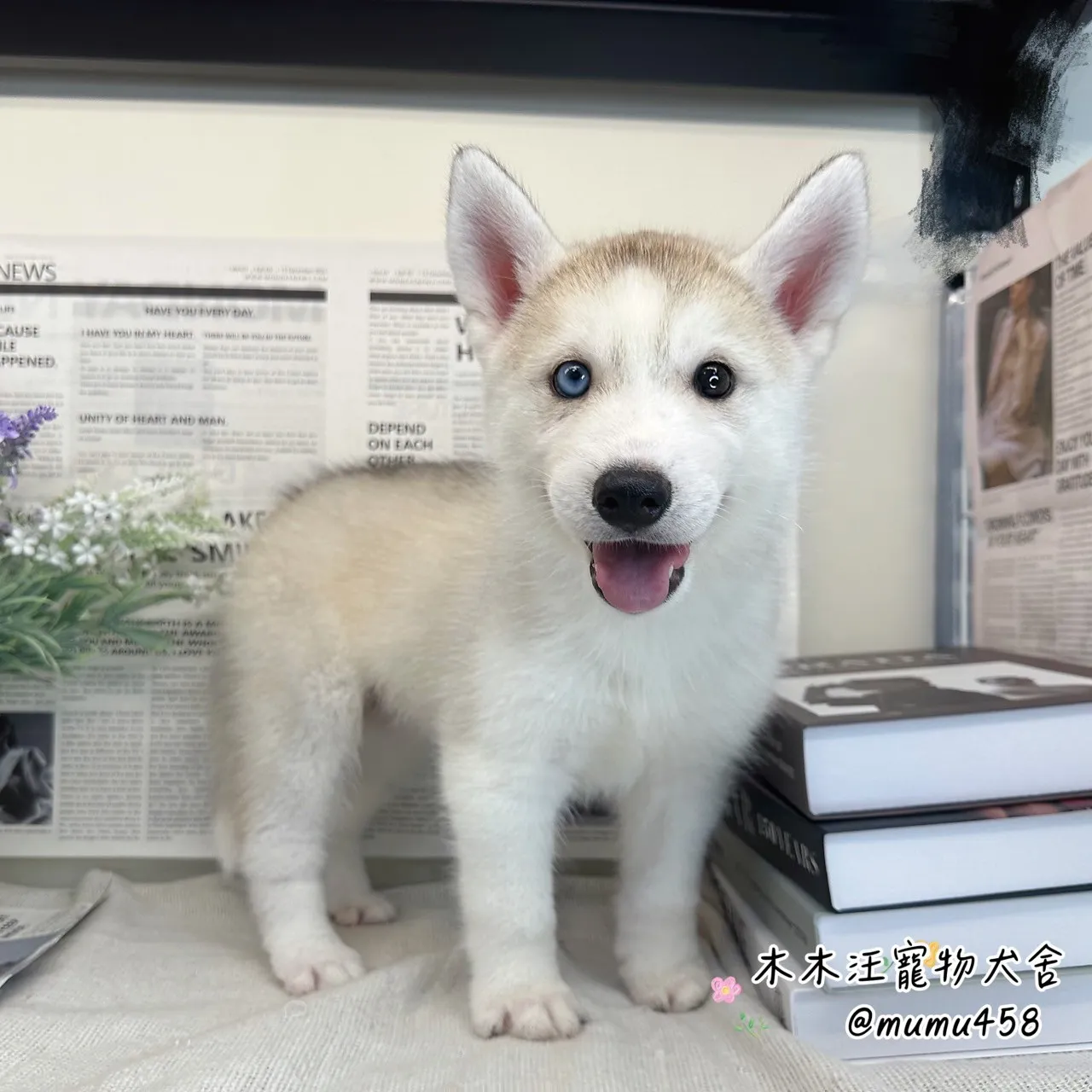 西伯利亞哈士奇