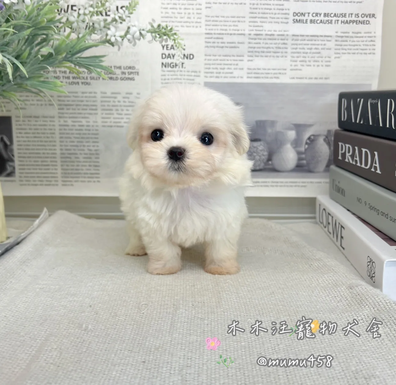 迷你型瑪爾濟斯