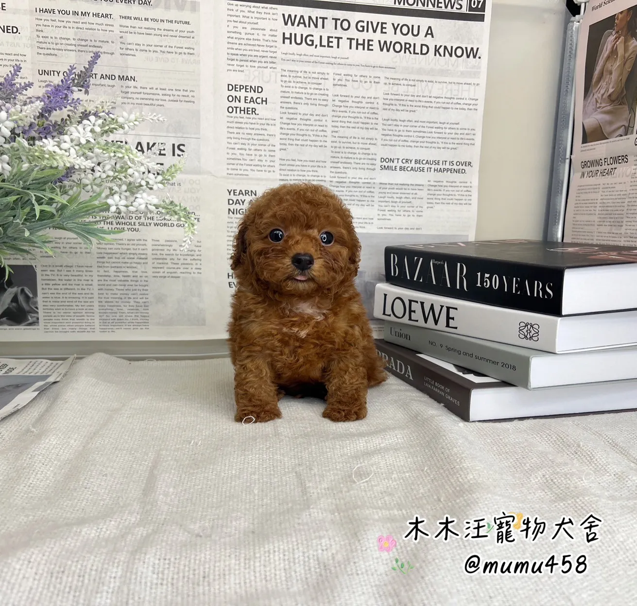 貴賓犬(紅色)