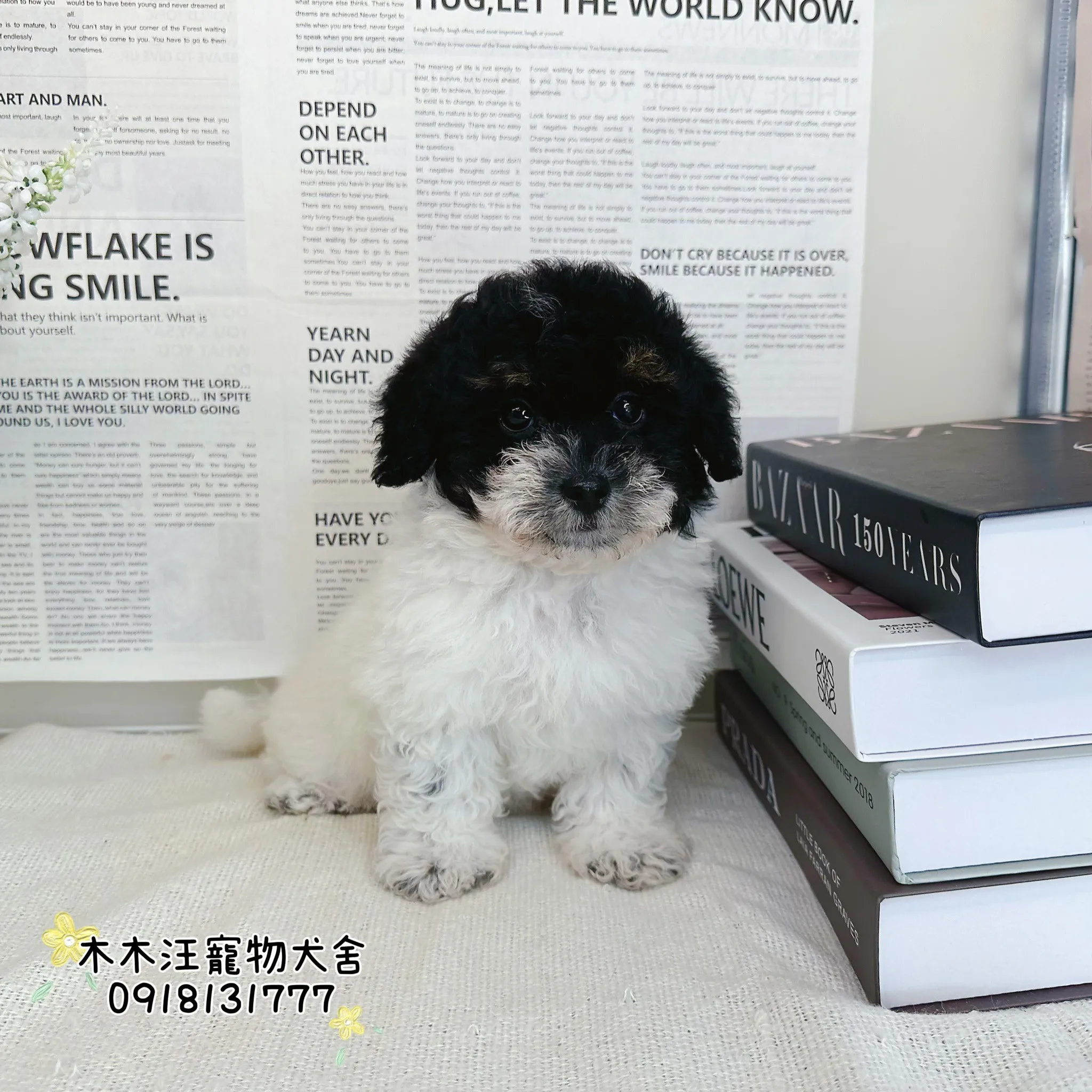 貴賓犬 (黑白花)