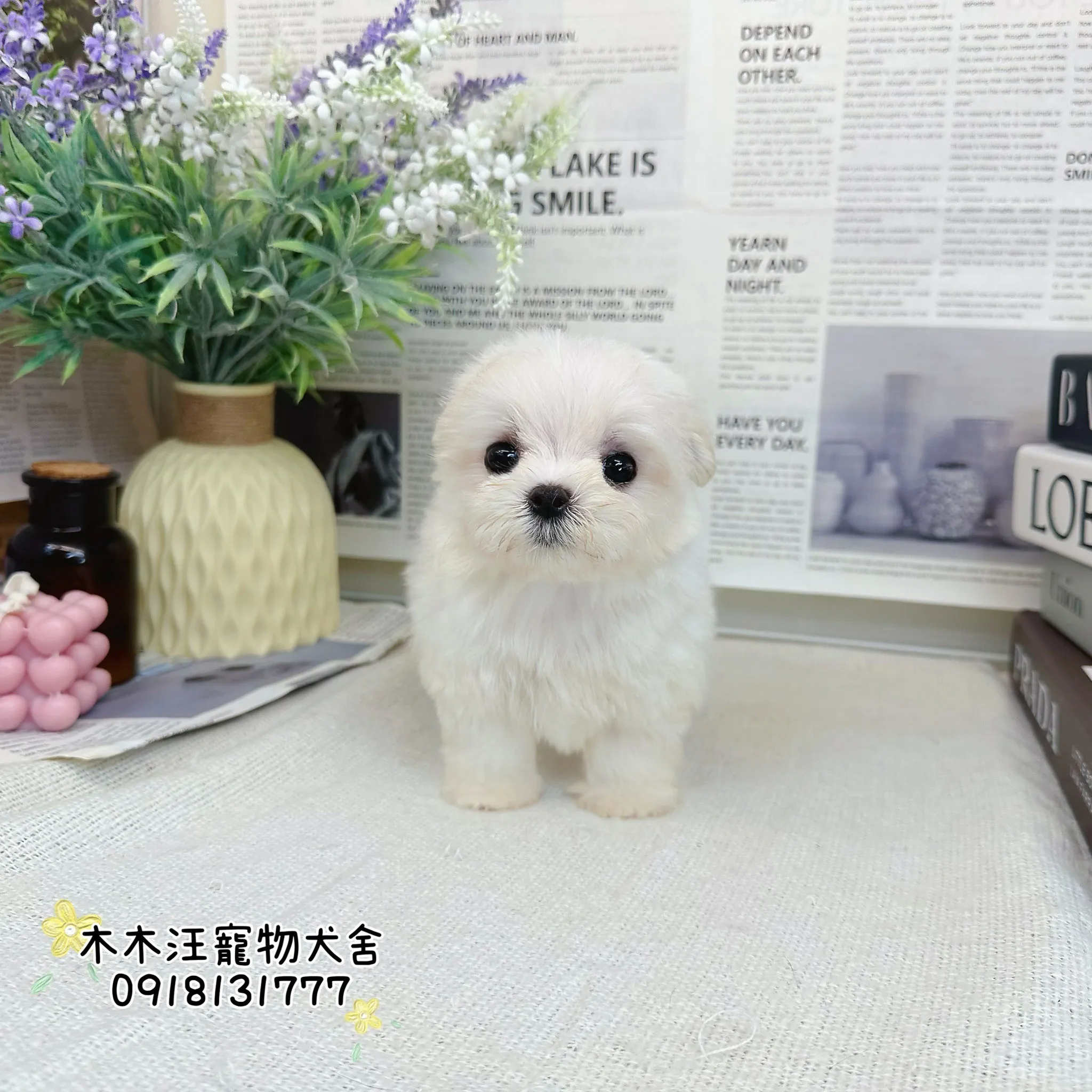 迷你型瑪爾濟斯