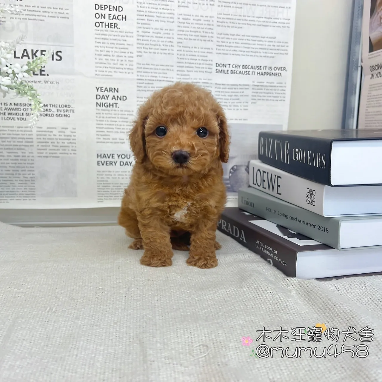 貴賓犬(紅色)