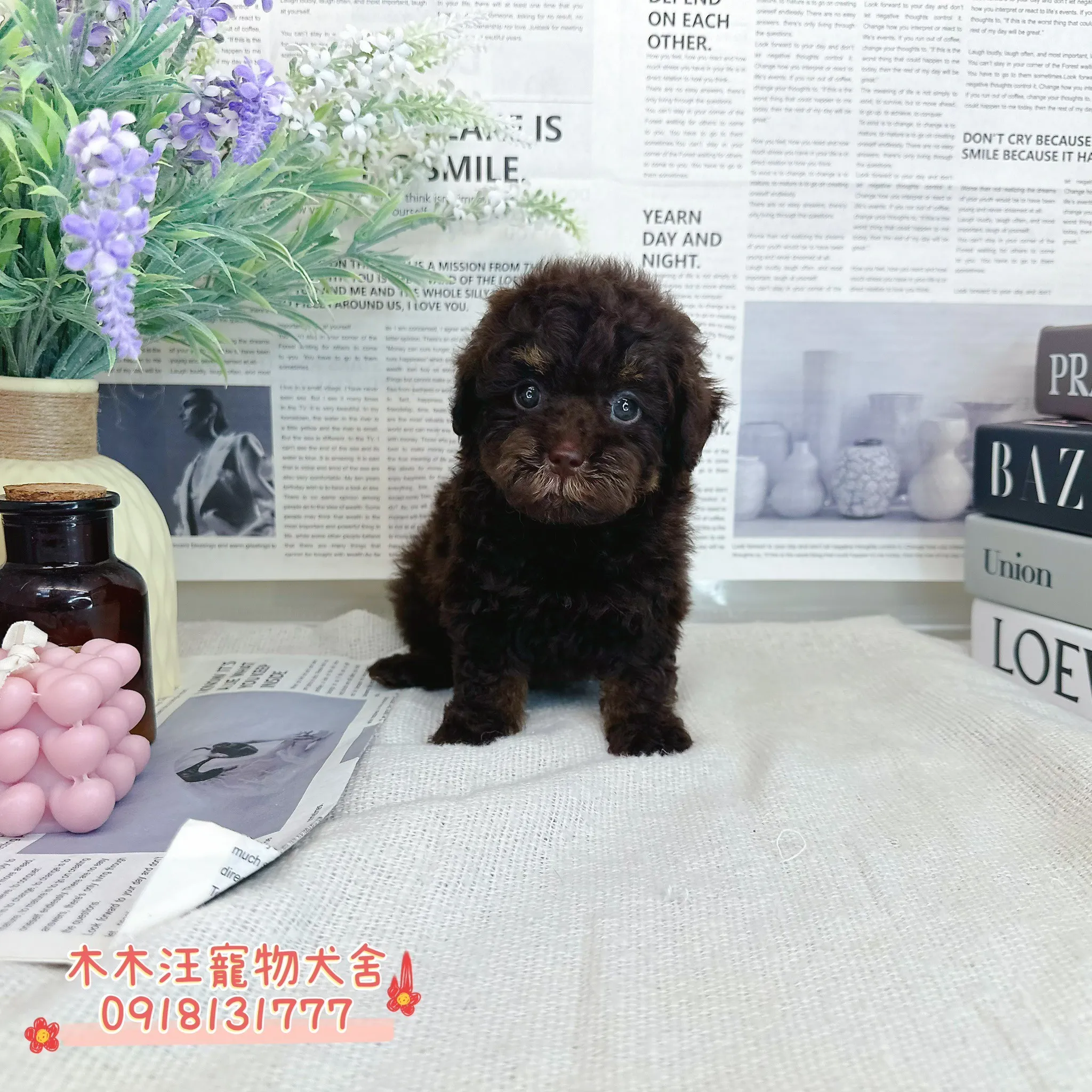 玩具茶杯貴賓犬(巧克力色)