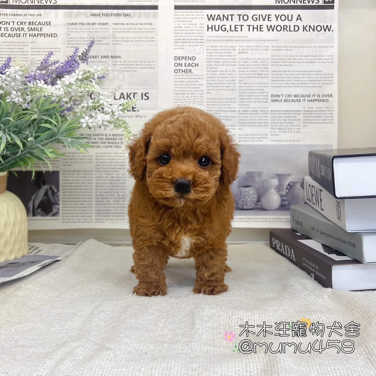 貴賓犬(紅色)