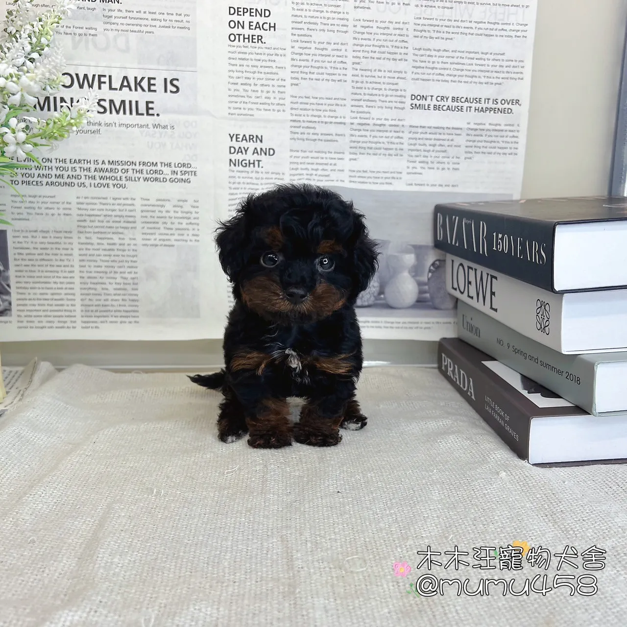 玩具茶杯貴賓犬(黑包金色)