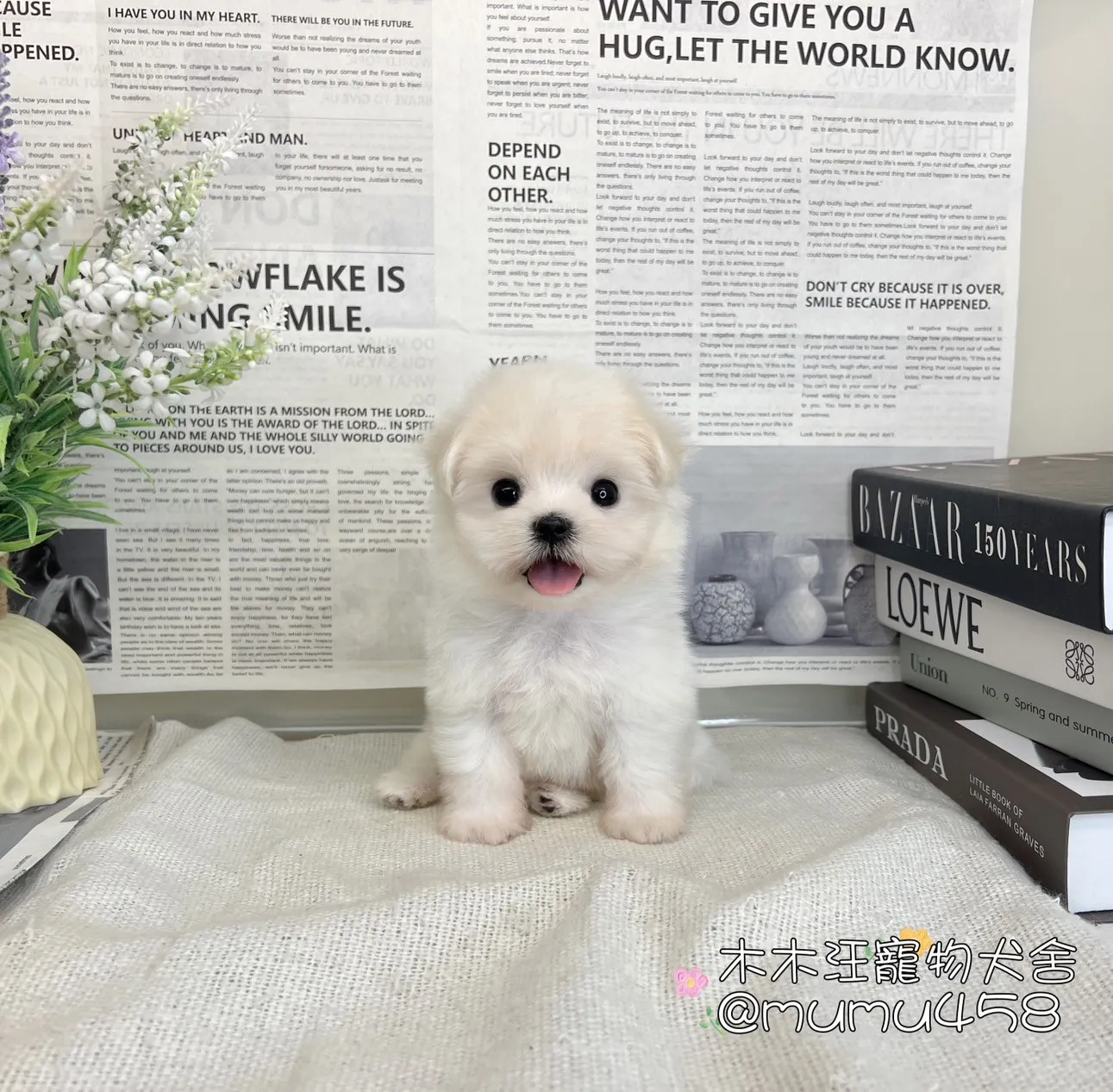 迷你型瑪爾濟斯