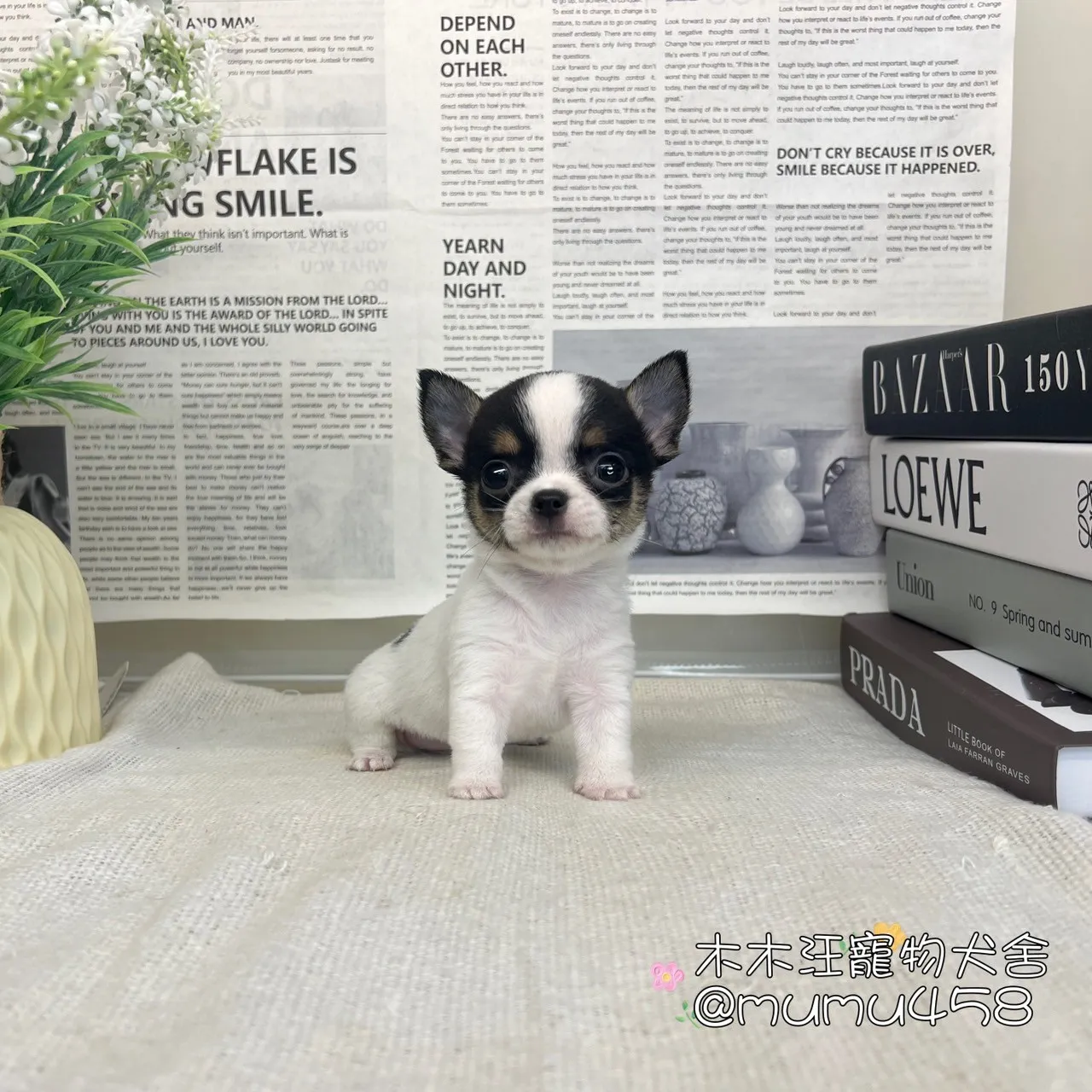短毛吉娃娃