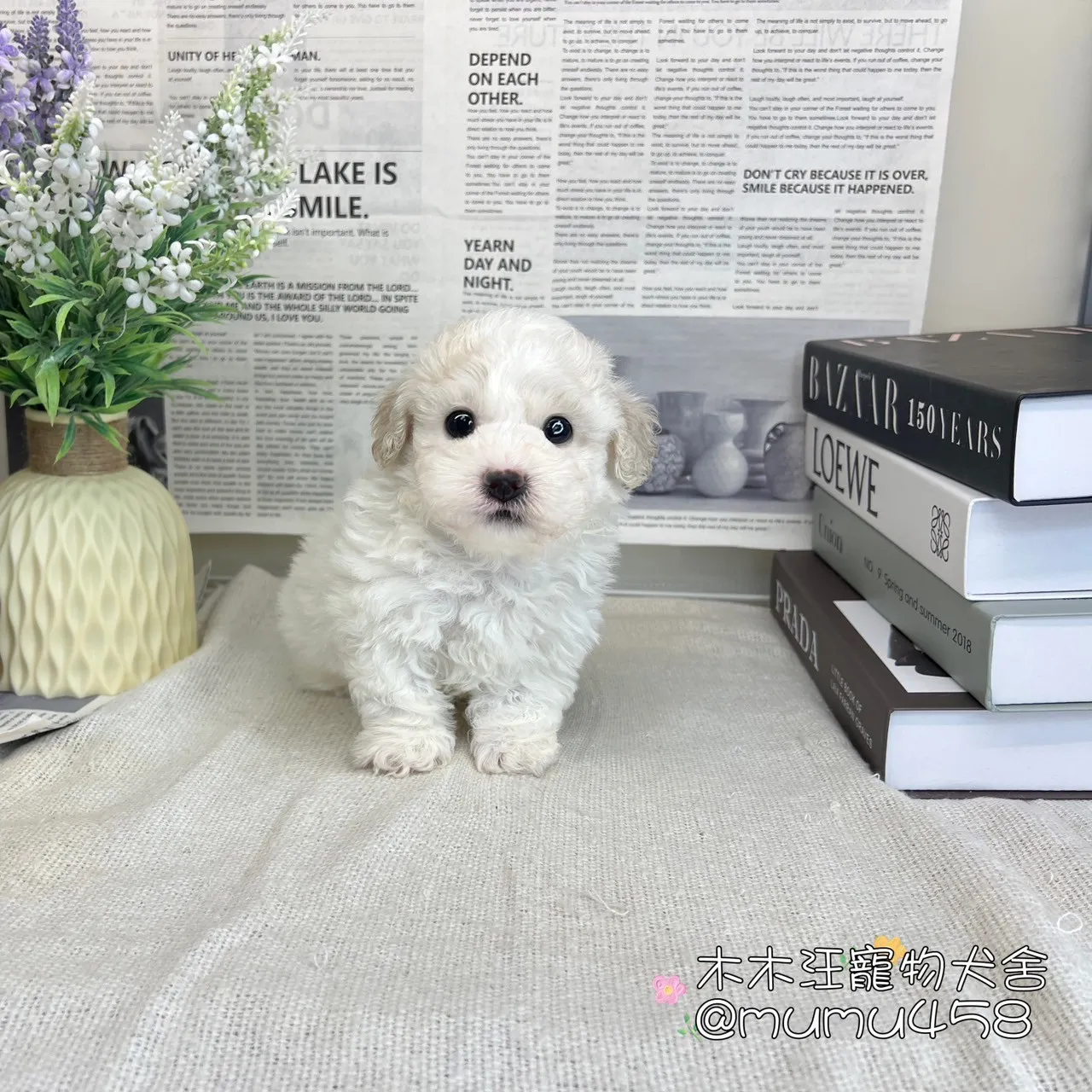 比熊犬