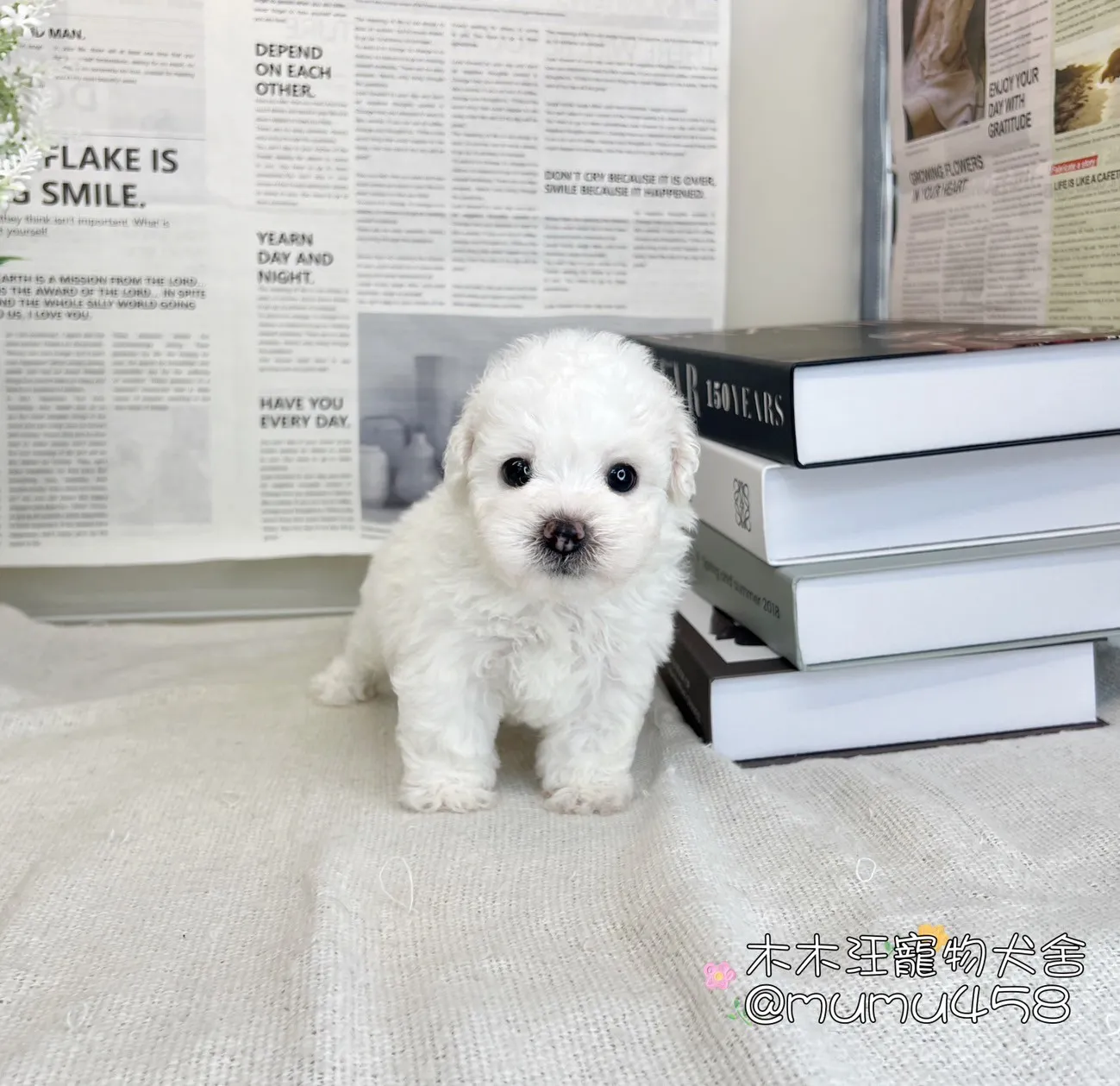 比熊犬