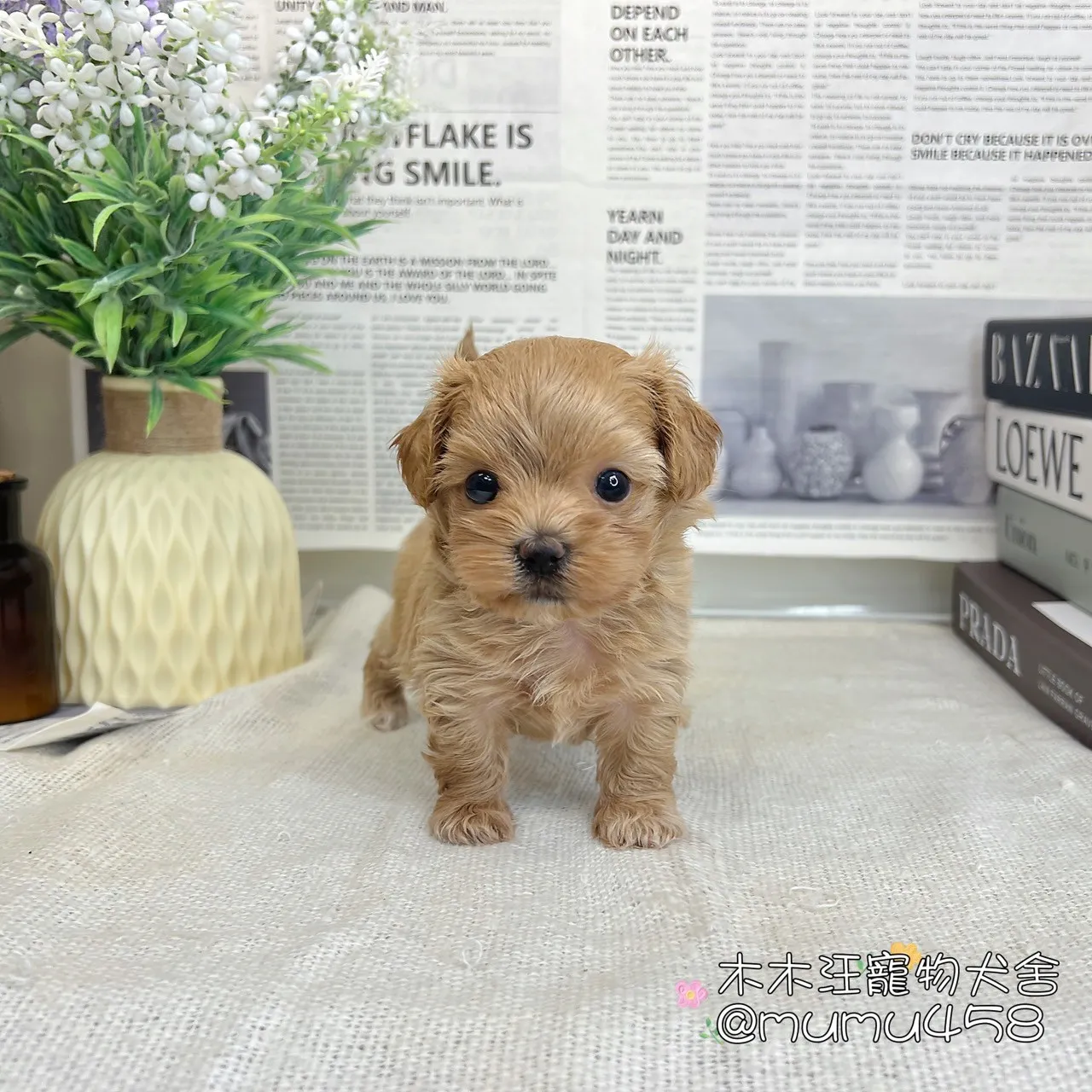 瑪爾泰迪(奶油)