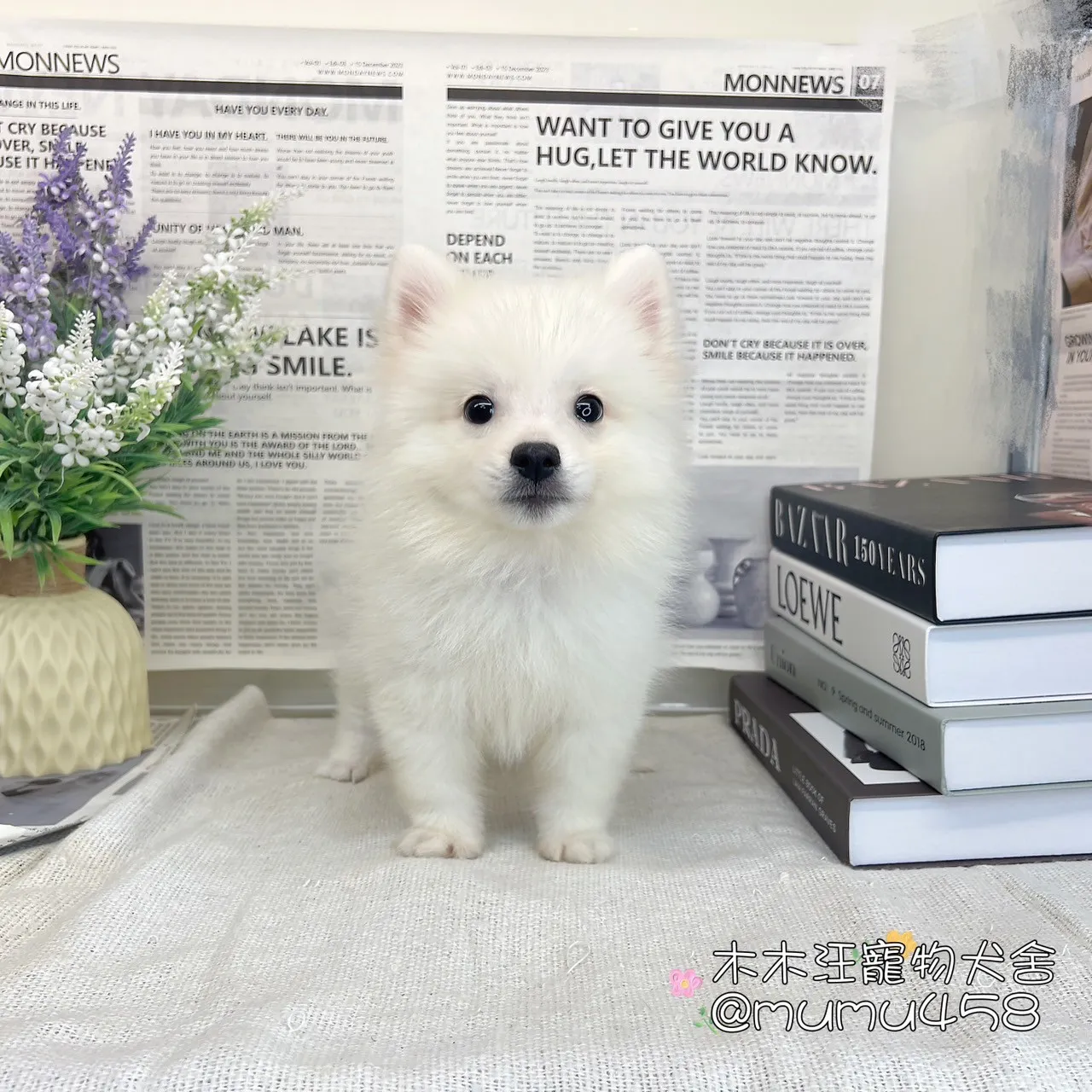 狐狸犬