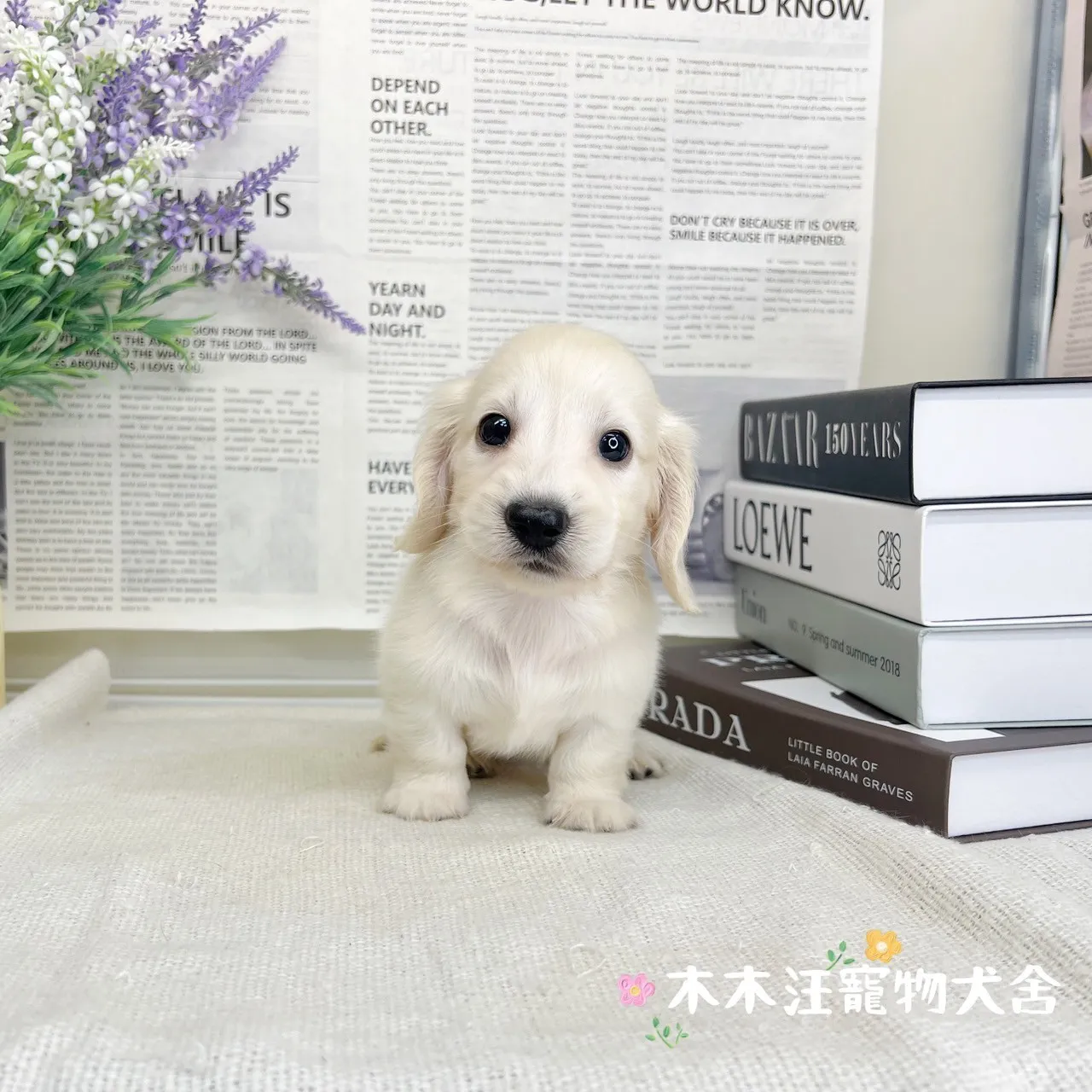 奶油長毛臘腸
