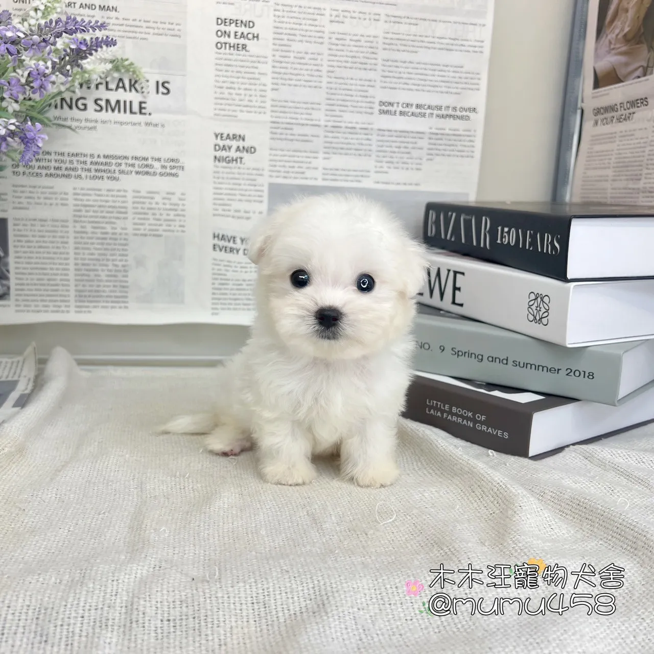 瑪爾濟斯