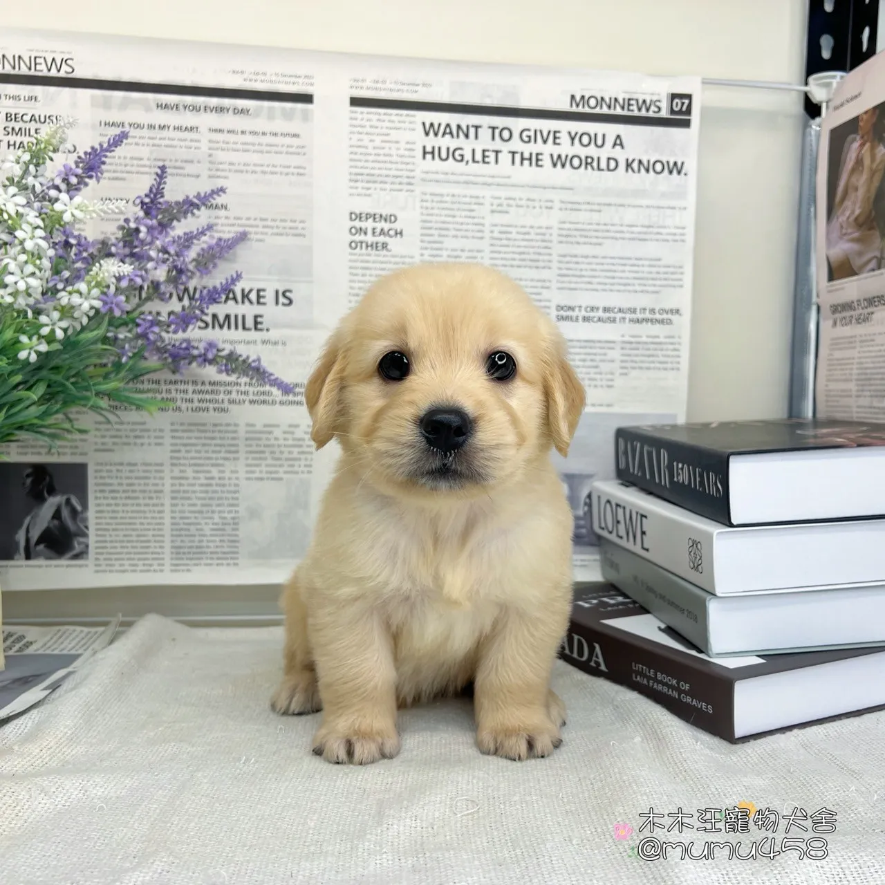 黃金獵犬