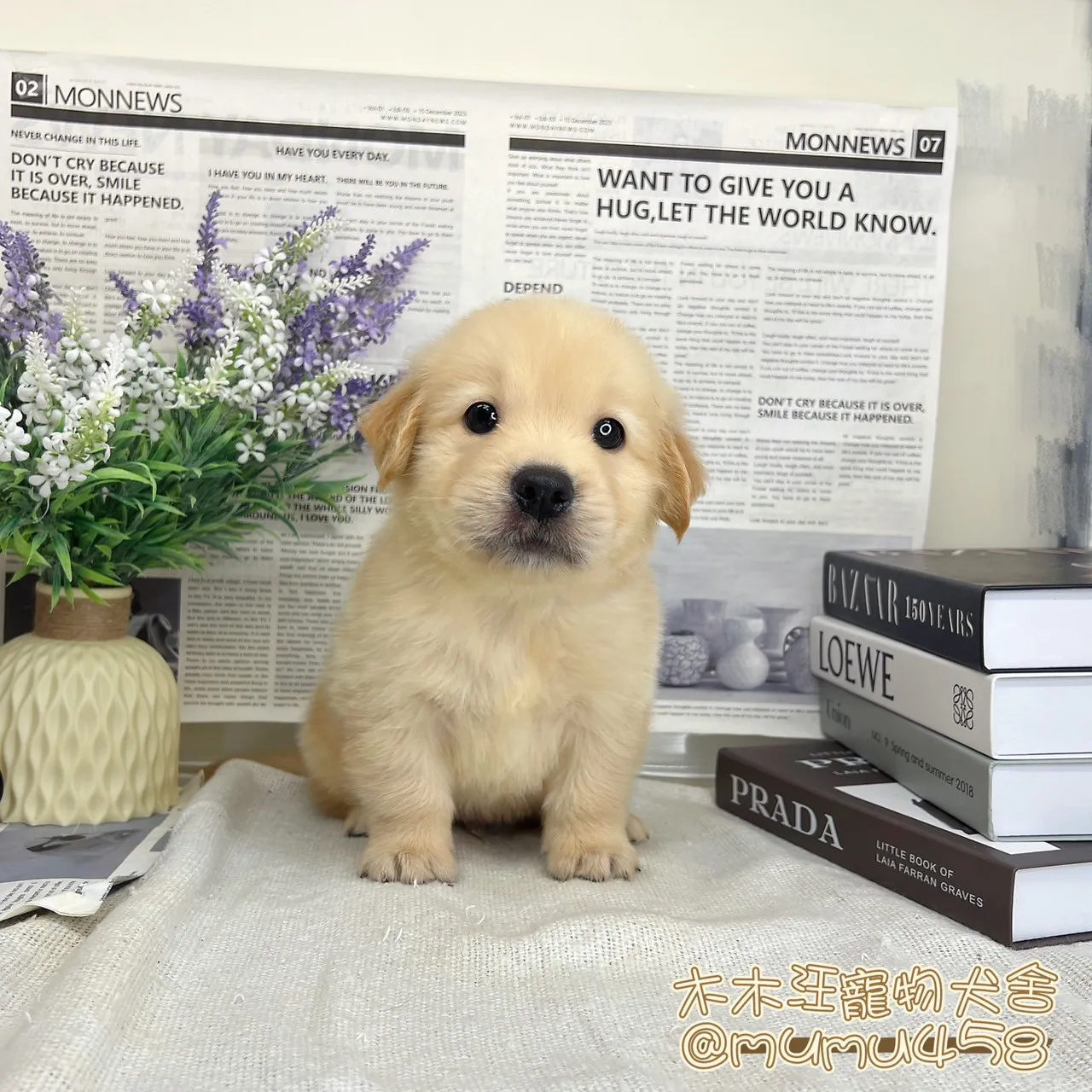 黃金獵犬