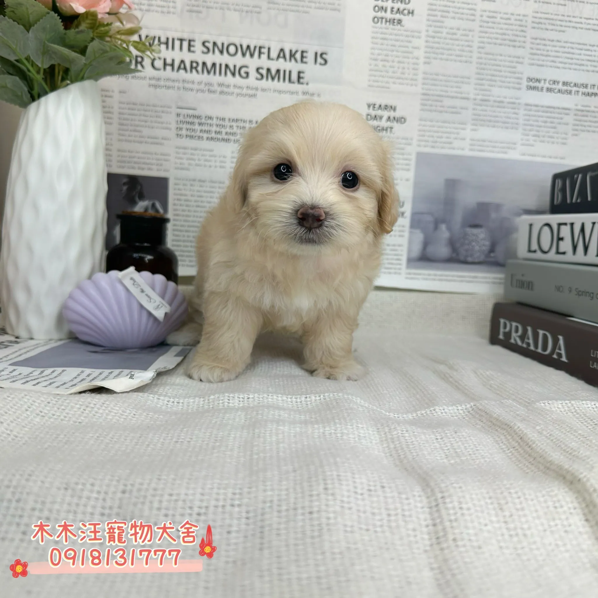 瑪爾泰迪(奶油)