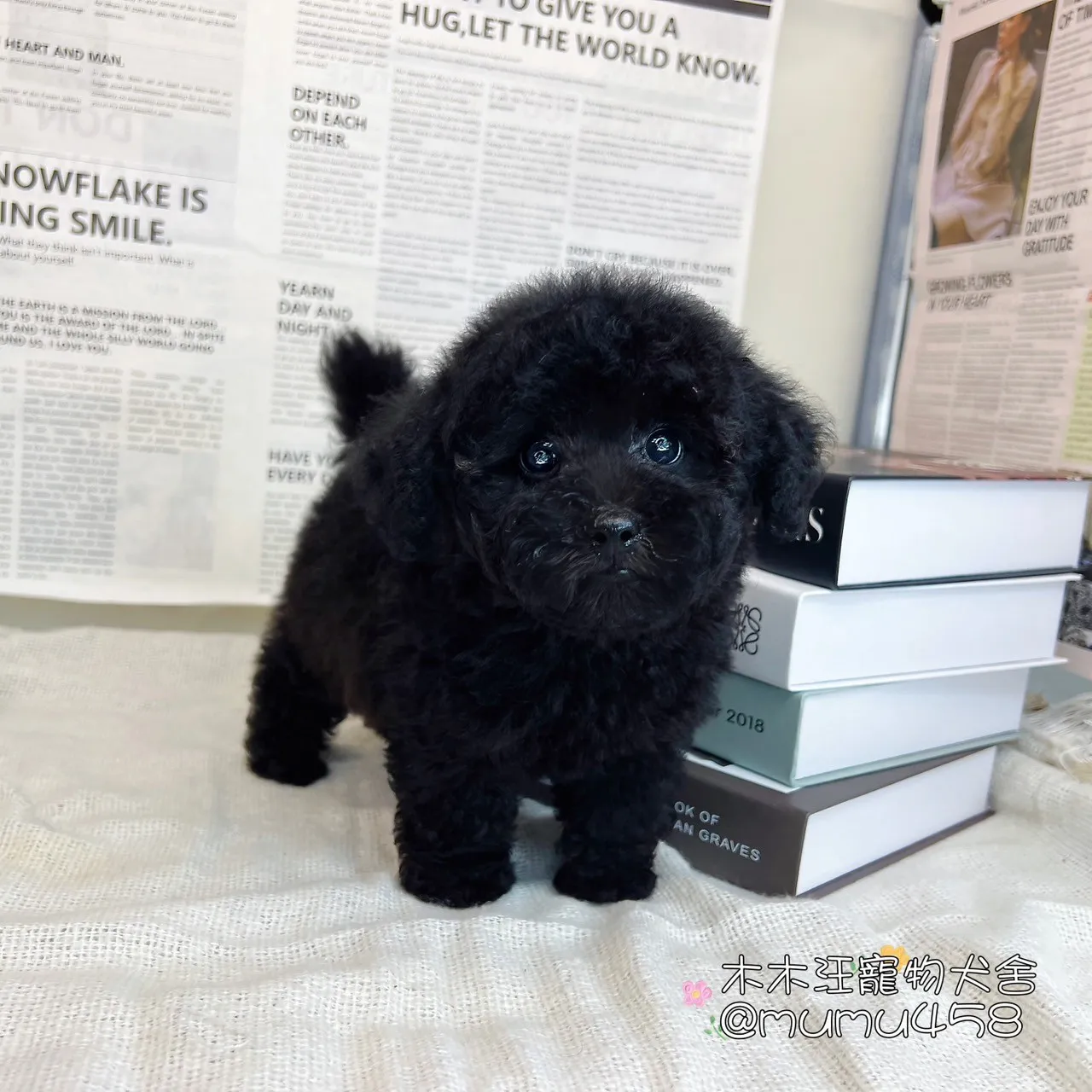 貴賓犬(黑色)