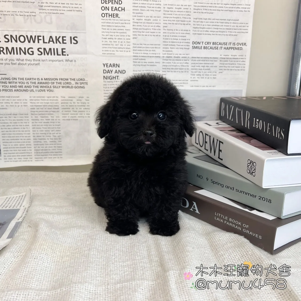 貴賓犬(黑色)