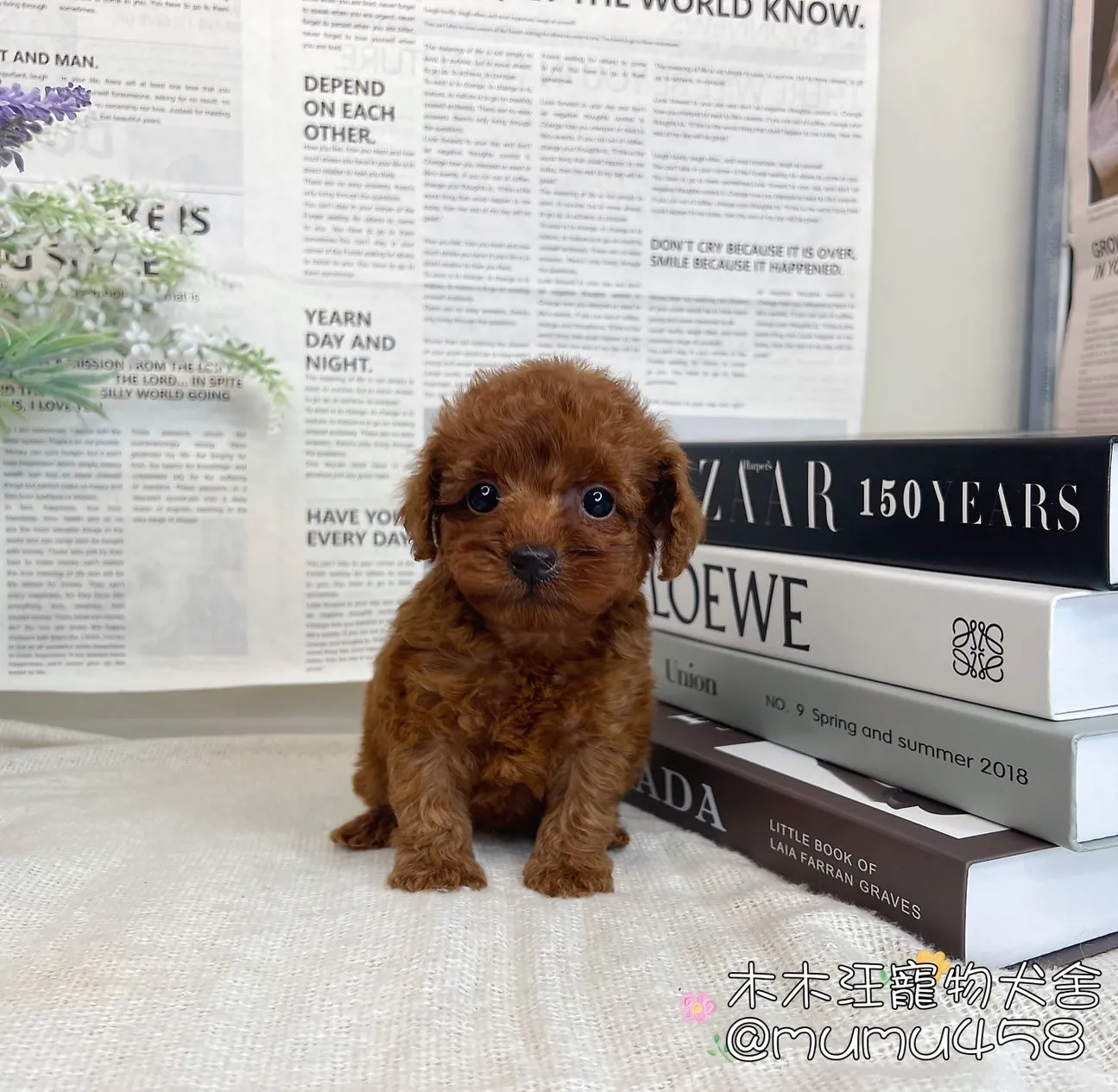 貴賓犬(紅色)